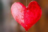 Love symbol, heart, valentine photo, free public domain CC0 image.