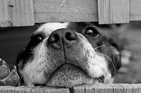 Free dog's head between wooden fence in black and white public domain CC0 photo.