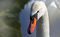 Free close up mute swan's head image, public domain animal CC0 photo.