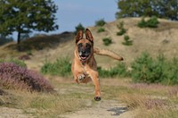 Free German shepherd dog running image, public domain animal CC0 photo.