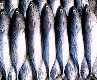 Free mackerel fish image, public domain food CC0 photo.