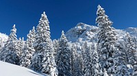 Free snowfall on trees photo, public domain nature CC0 image.