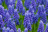 Free hyacinth grape flower image, public domain food CC0 photo.