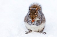 Free cute squirrel eating nut image, public domain CC0 photo.