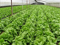 Free lettuce farm image, public domain food CC0 photo.