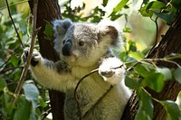 Free koala on a tree branch image, public domain CC0 photo.