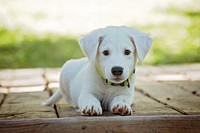 Free white labrador retriever puppy image, public domain animal CC0 photo.