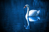 Free mute swan on water image, public domain animal CC0 photo.