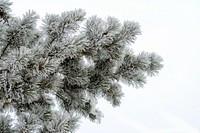 Free fir tree image, public domain winter CC0 photo.