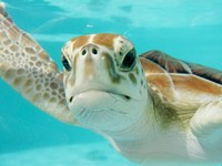 Free sea turtle image, public domain animalCC0 photo.