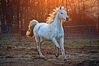 Free white horse galloping image, public domain CC0 photo.