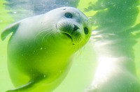 Free seal image, public domain animal CC0 photo.