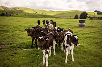 Free group of young cow on grass field image, public domain animal CC0 photo.