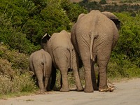 Free African elephant image, public domain wild animal CC0 photo.