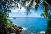 Palm tree on tropical beach, free public domain CC0 photo.