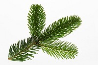 Free fir leaf image, public domain winter CC0 photo.