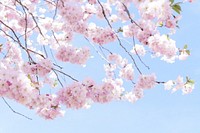 Free pink cherry blossom image, public domain flower CC0 photo.