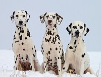 Free 3 dalmatian dog image, public domain animal CC0 photo.