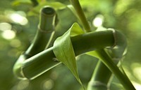 Free bamboo image, public domain nature CC0 photo.