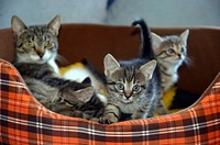 Free cute european shorthair cats family image, public domain CC0 photo.