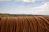 Free horse hair photo, public domain animal CC0 image.