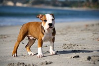 Free bulldog walking on the beach image, public domain animal CC0 photo.