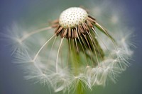 Free dandelion image, public domain flower CC0 photo.