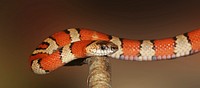 Free snake image, public domain animal CC0 photo.