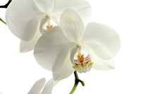 Free white orchid image, public domain flower CC0 photo.