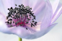 Purple flower with pollen. Free public domain CC0 photo.