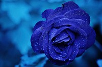 Blue rose. Free public domain CC0 photo.