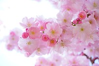 Free pink cherry blossom image, public domain flower CC0 photo.