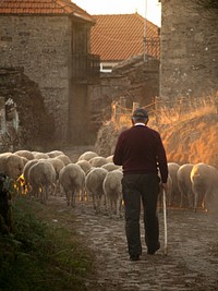 Free herd of sheep image, public domain animal CC0 photo.