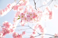 Free pink cherry blossom image, public domain flower CC0 photo.