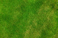 Free green grass field close up image, public domain CC0 photo.