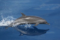 Free Dolphin jumping image, public domain animal CC0 photo.