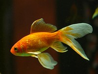 Free goldfish image, public domain animal CC0 photo.