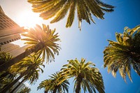 Free palm tree, up sky view image, public domain beach CC0 photo.