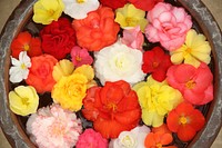 Free flowers background image, public domain spring CC0 photo.