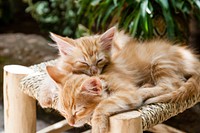 Free ginger shorthair kittens image, public domain CC0 photo.