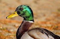 Free mallard duck image, public domain animal CC0 photo.