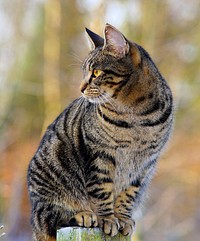 Free cat image, public domain animal CC0 photo.