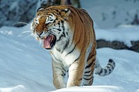 Free Siberian tiger image, public domain wild animal CC0 photo.