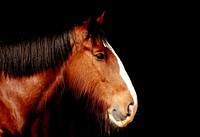 Free closeup image of brown horse, public domain animal CC0 photo.