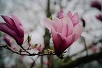 Free pink image, public domain spring CC0 photo.