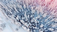 Winter frozen fir tree aerial view photo, free public domain CC0 image.