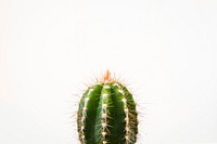 Free cactus image, public domain plant CC0 photo.