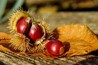 Free chestnut in shell closeup image, public domain CC0 photo.