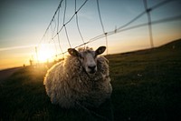 Free sheep image, public domain animal CC0 photo.