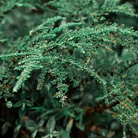 Free juniper tree close up image, public domain botany CC0 photo.